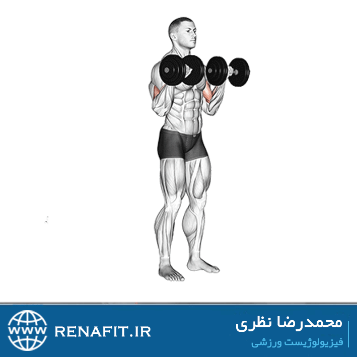 جلو بازو دمبل جفت