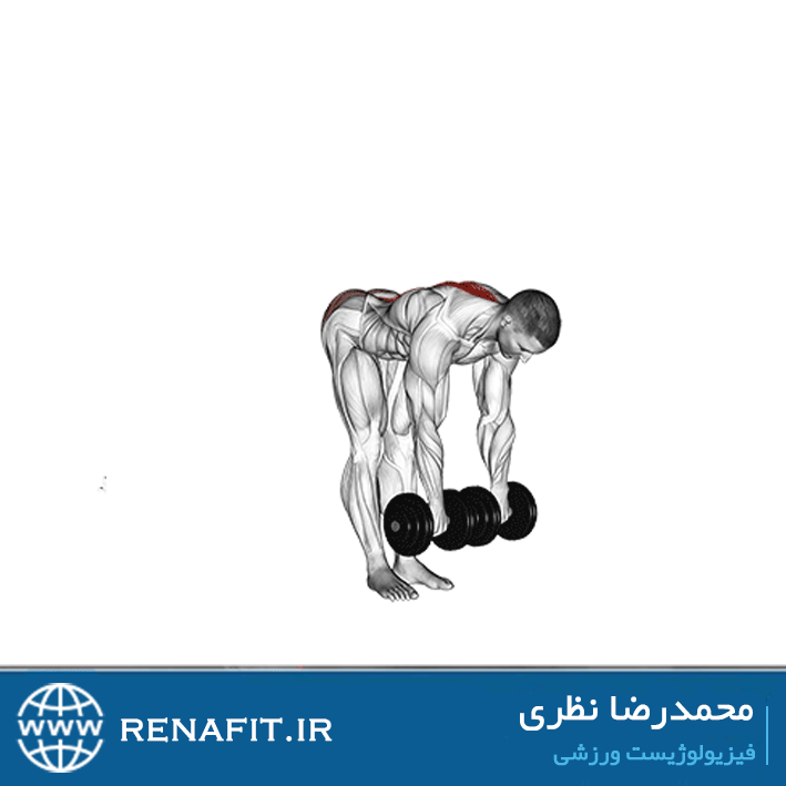 پشت پا دمبل خم