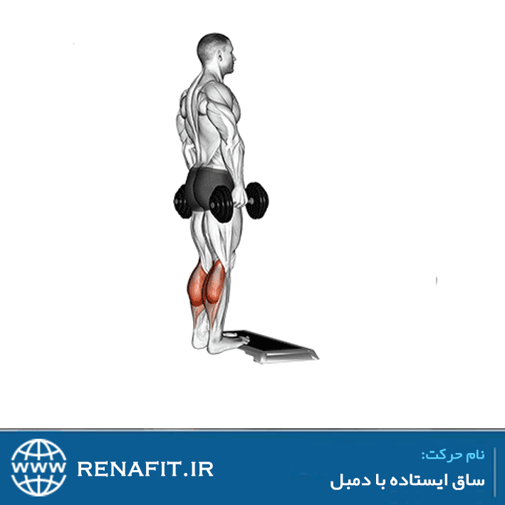 ساق ایستاده با دمبل
